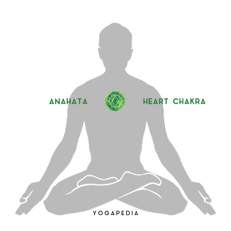Outline of human body showing the position of the heart chakra anahata
