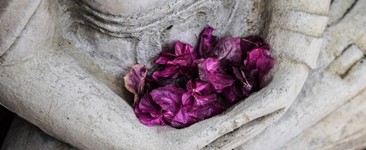 purple flower petals held in hands of Buddha statue