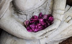 purple flower petals held in hands of Buddha statue