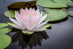 tristhana lotus flower