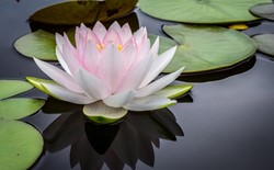 tristhana lotus flower