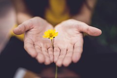 small yellow flower held between two hands with palms up