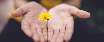 small yellow flower held between two hands with palms up
