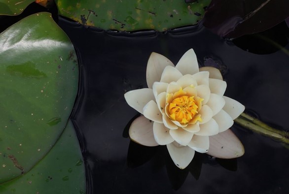 No Mud, No Lotus: Why the Difficulties in Life Support Our Spiritual Growth